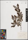 Foto von Salix cinerea L.